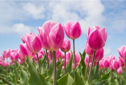 Pink tulip flowers with sky